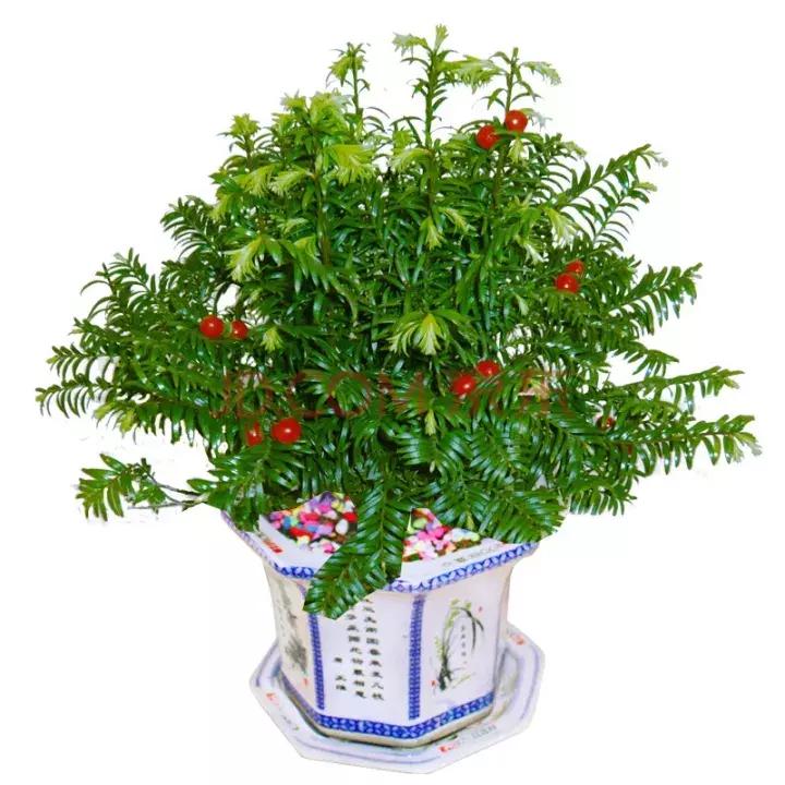 红豆杉盆栽如何介绍,红豆杉盆景教程