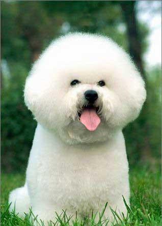 关于泰迪犬的冷知识,泰迪狗冬天如何保暖呢视频