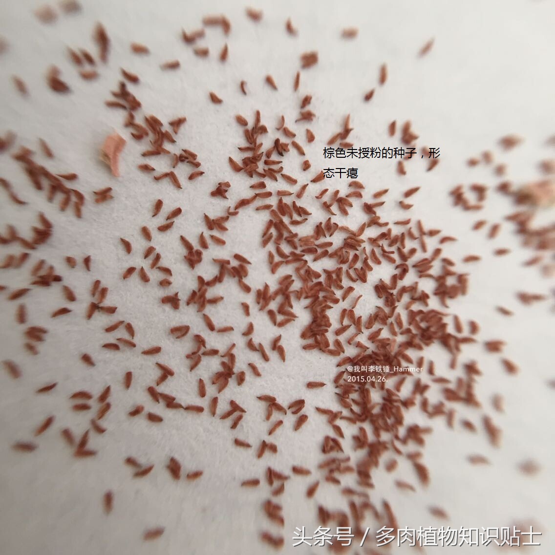 多肉种子有假的吗,多肉种子鉴别