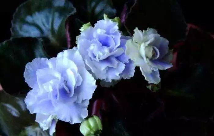 养在室内可以四季开花的非洲堇，为什么花友养没几天就枯萎了