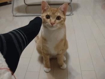 香港脚和普通脚区别,香港脚与疣体区别