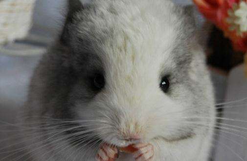 龙猫喂养最好的方法,龙猫喂养的正确方式