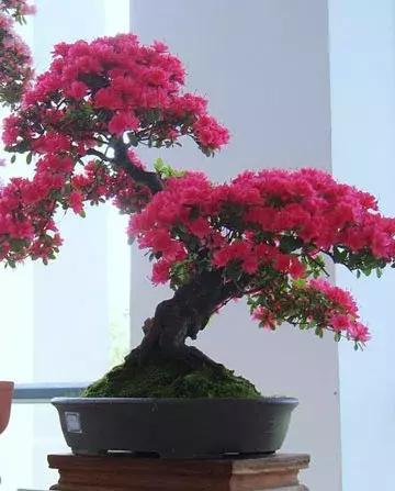 杜鹃花的鉴赏方法,关于杜鹃花的养护知识资料