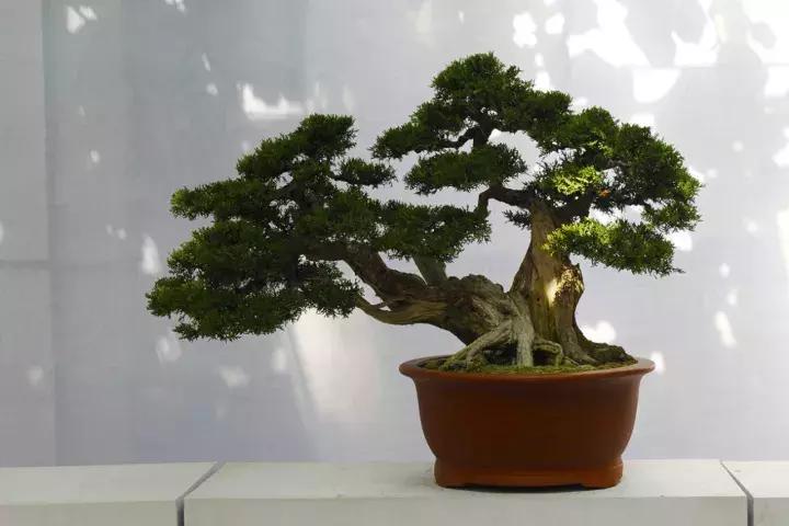 榆树盆景冬天在室内落叶吗,落叶盆景冬天怎么养护