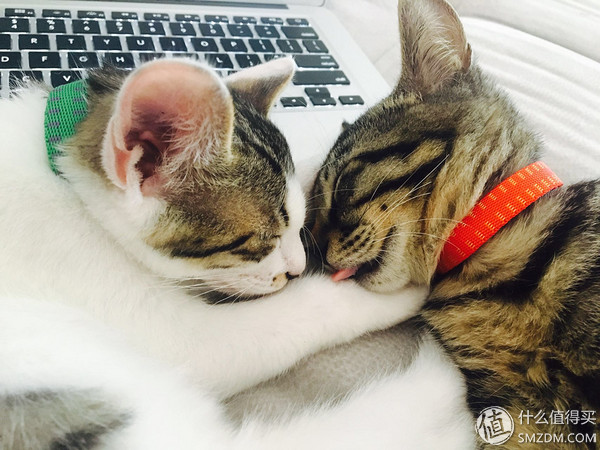 捡到的猫咪要不要归还给原主子,捡到一只流浪猫要注意事项