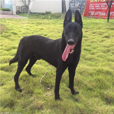 纯种黑狼犬怎么挑,怎么选择好的黑狼犬