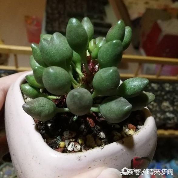 水泡系列的多肉品种大全,一见钟情情有独钟