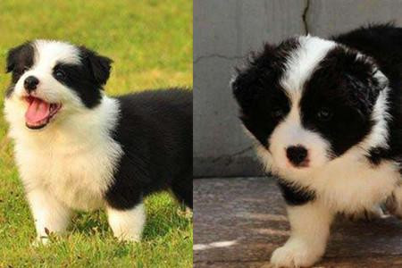 犬种边境牧羊犬,犬界智商扛把子边境牧羊犬