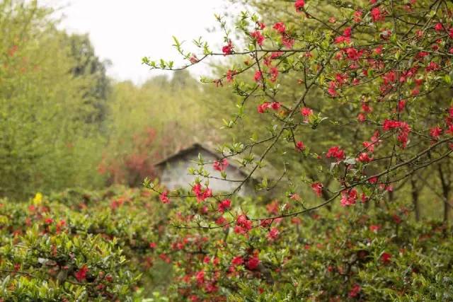 成都有什么好玩的东西,成都到底有多好玩