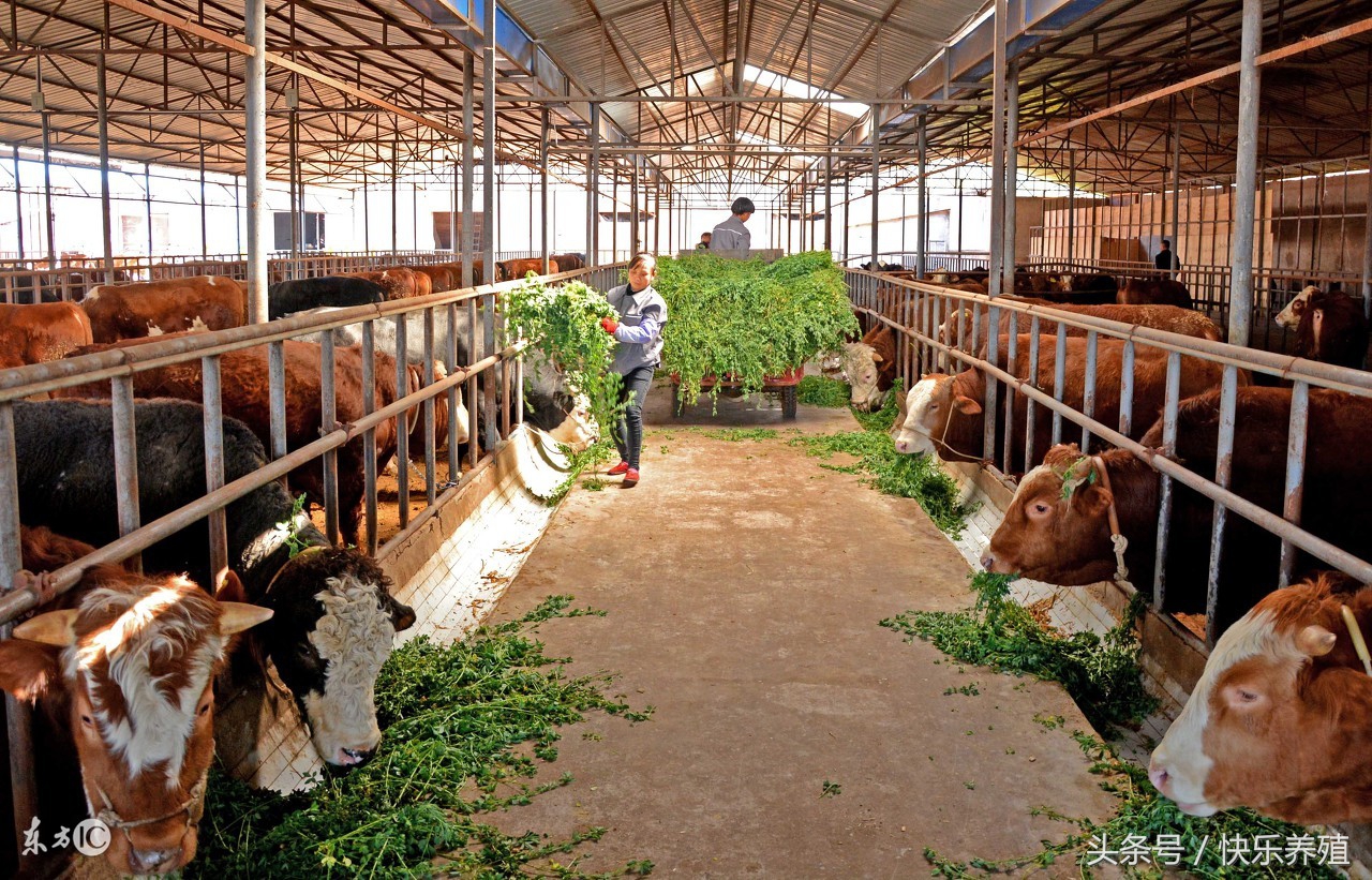 牛吃了塑料铁钉怎么办,为什么养牛户牛会吃铁钉