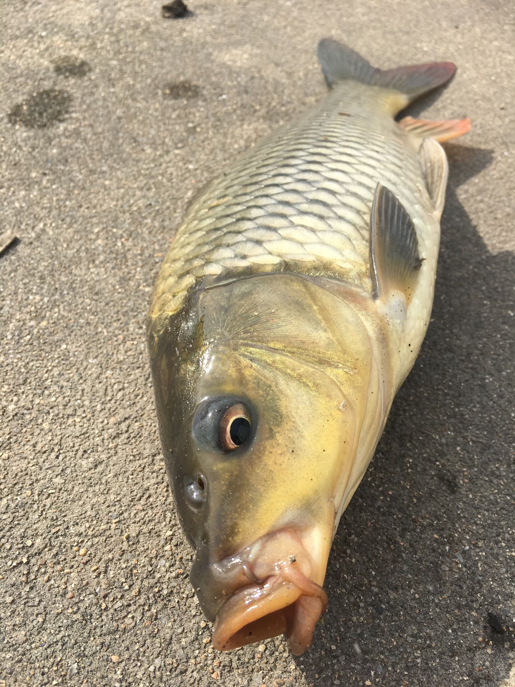 冬钓鲫鱼饵料好还是蚯蚓好用,邱老师冬钓鲫鱼饵料配方视频