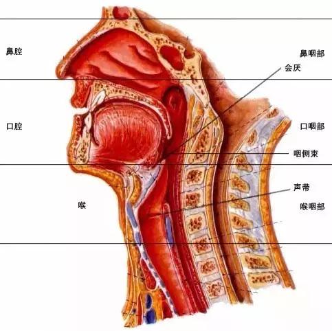 治疗咽喉疾病常见联合用药方案,咽喉肿痛常见病联合用药的方案