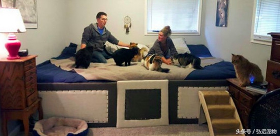 狗狗喜欢睡床,狗狗喜欢睡床边什么意思