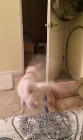 在家敷了片面膜，被狗子看到后，竟被...