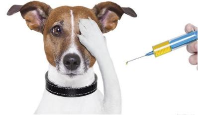 狗狗体外驱虫导致拉稀便血,狗狗如果拉稀了怎么办