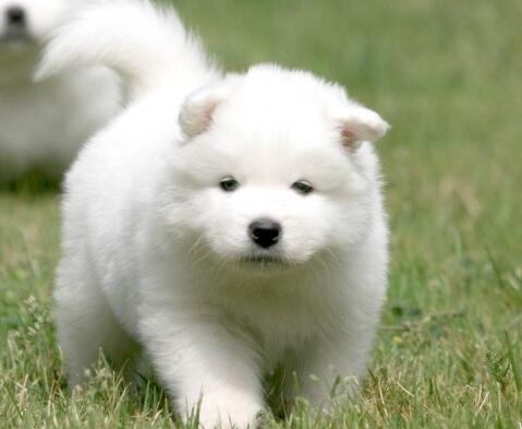 怎么预防萨摩耶掉毛,萨摩耶怎么预防感冒