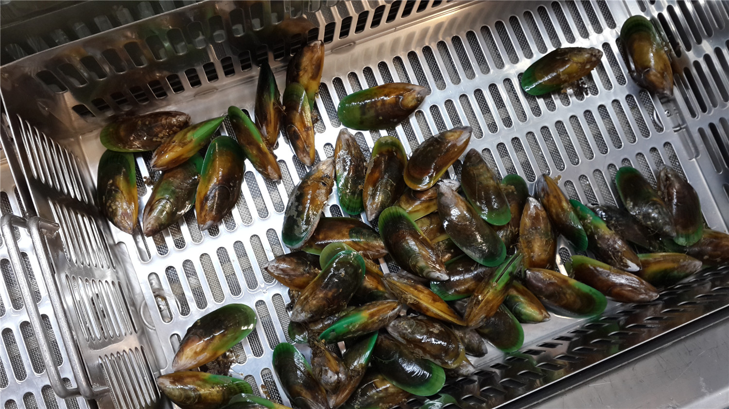 环游记新西兰旅游攻略,自驾游新西兰攻略大全最新