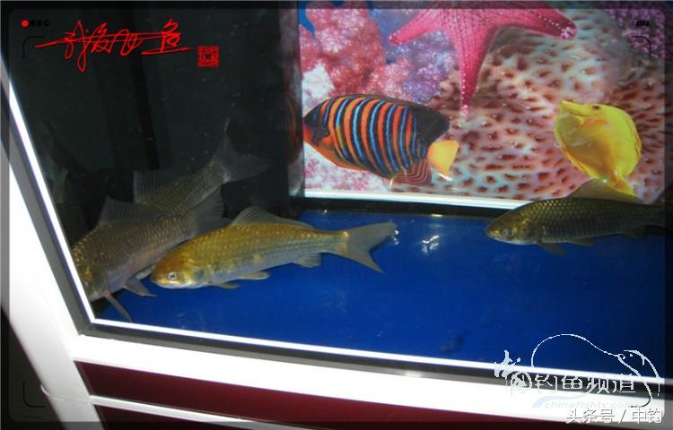 蝙蝠老是来屋里怎么赶走,蝙蝠来屋里怎么办