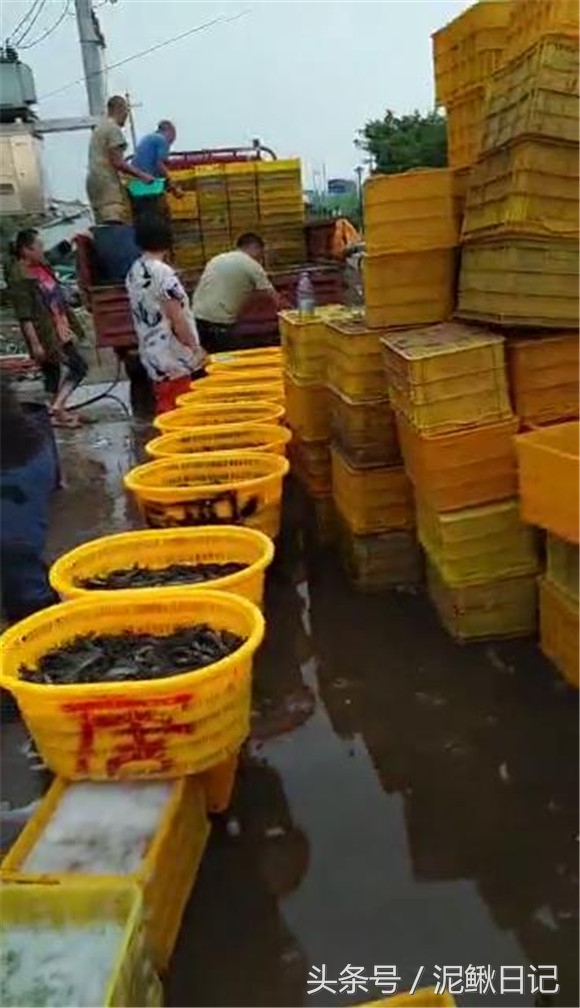 养殖泥鳅赚钱吗,泥鳅养殖亏本多