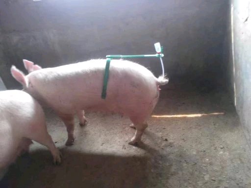 母猪生产管理养猪技术,养猪户养猪致富