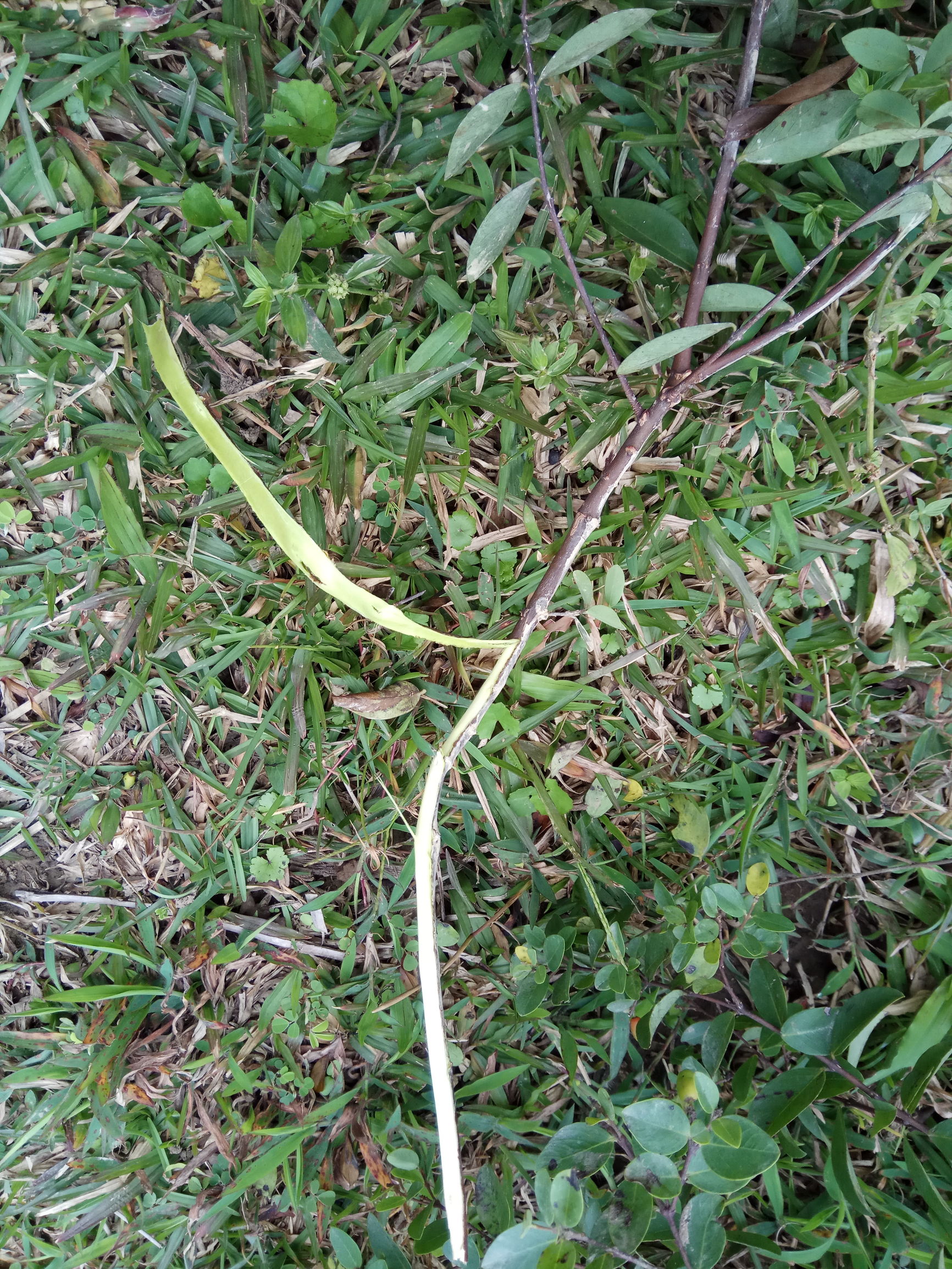 大道至简殊不知简单才是最难的,什么植物能治愈脚后跟裂开