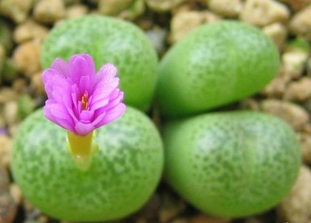 生石花怎么养才会开花快一点,多肉生石花介绍怎么养护会开花