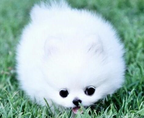 博美犬细小治疗后注意事项 (如何让博美犬注意卫生)