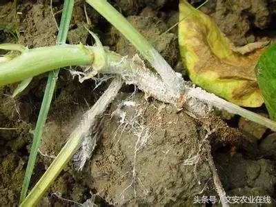 茄子的种植和管理及病虫害的防治,茄子蚜虫