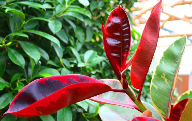 橡皮树如何让它黑亮,叶子黑亮挺拔的橡皮树