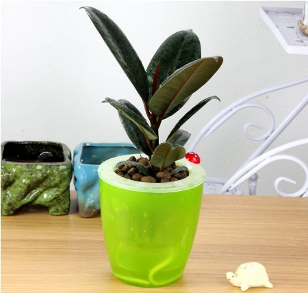 橡皮树如何让它黑亮,叶子黑亮挺拔的橡皮树