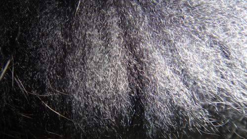 你衣服上的毛领是真的么,买的值不值?教你识别毛领的真假贵贱!