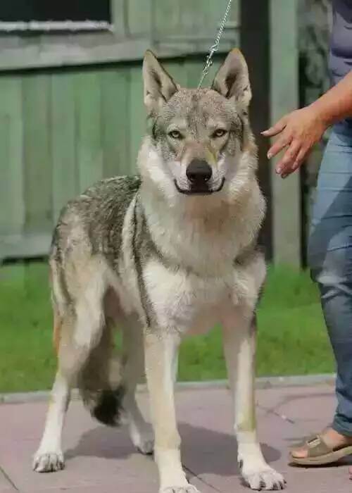 罗威纳犬和捷克狼犬哪种好,世界上最昂贵的狗品种