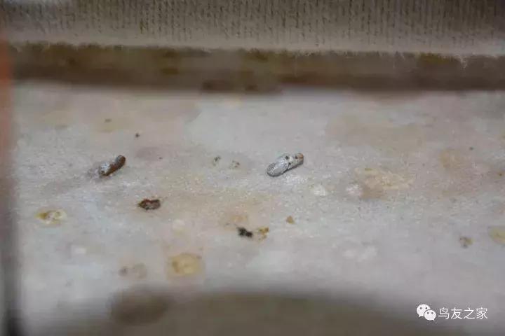 蓝点颏冬季,靛颏冬季饲养管理