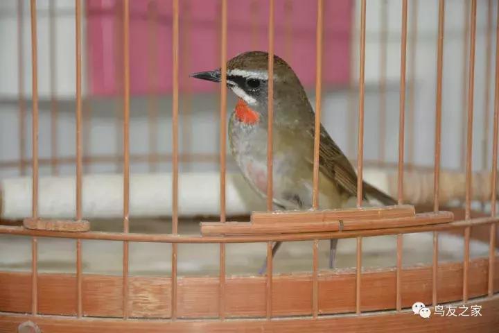 蓝点颏冬季,靛颏冬季饲养管理