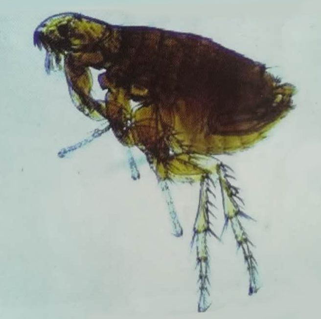 去宠物跳蚤虱子最简单的方法,宠物身上有跳蚤应该怎么办