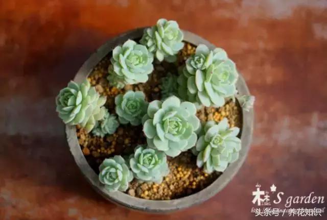新买的多肉怎么养才能养好,养多肉的乐趣在于什么
