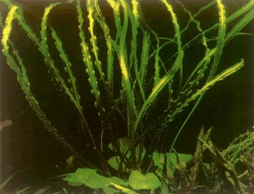 哪种水草最好养活不烂还能繁殖,草缸造景如何养好水草