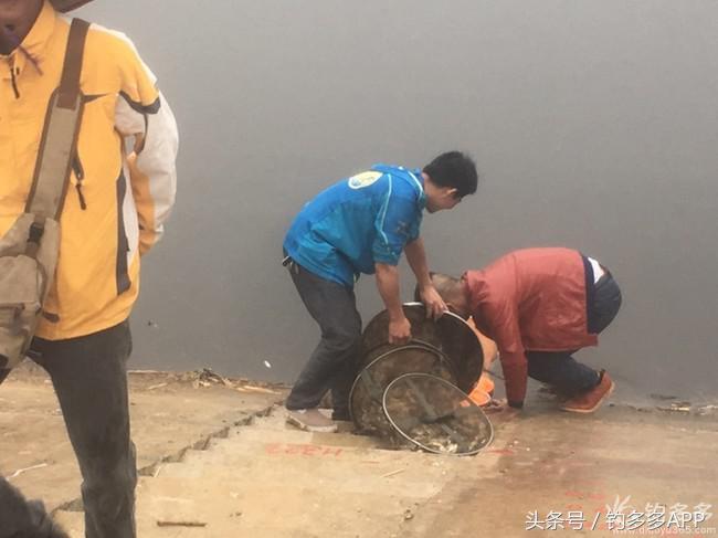 奔横县只为巴西雕，遇降温无奈成掐鲤