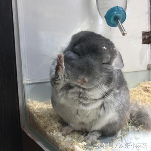 天天吸猫的你看过这些猫科动物吗 (可爱龙猫啮齿目毛丝鼠科动物)