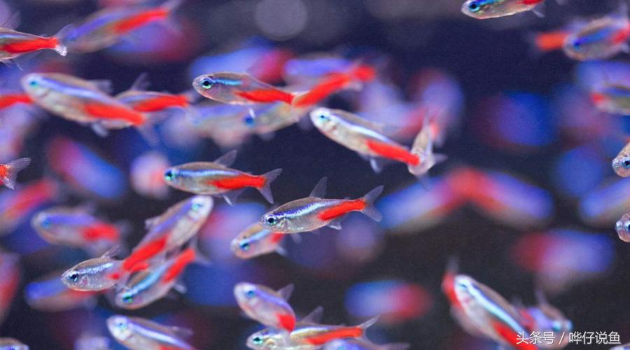 鱼缸滤材需要定期更换吗,兰寿更换鱼缸滤材的正确方法