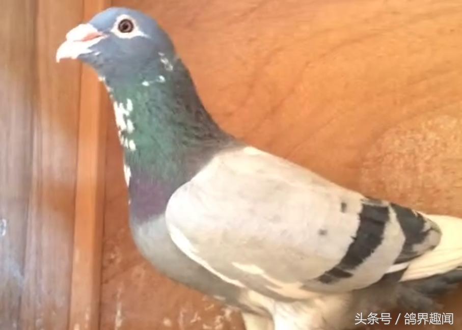 信鸽咳喘是啥原因引起的,鸽子支气管炎怎么引起的