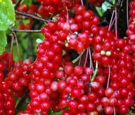 辽宁各地美食分布图,辽宁美食攻略大全