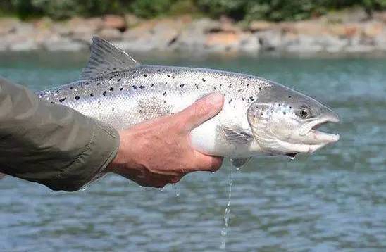 有多少人没吃过三文鱼,你还在吃三文鱼吗