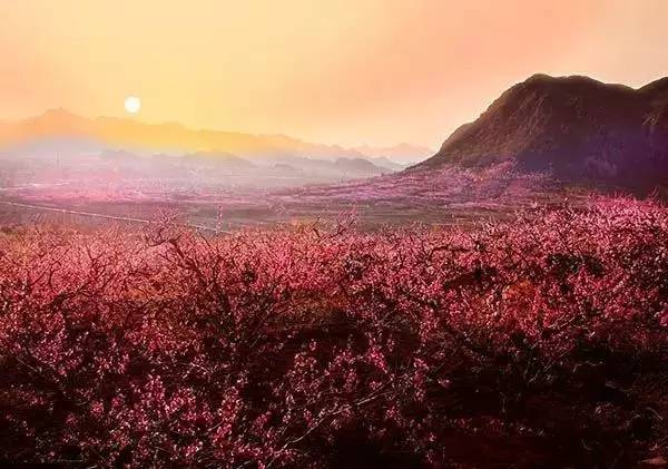 逛切北京最全花节汇总整理！收藏起来慢慢看！