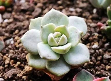 无“肉”不欢！10种好看又便宜的多肉！