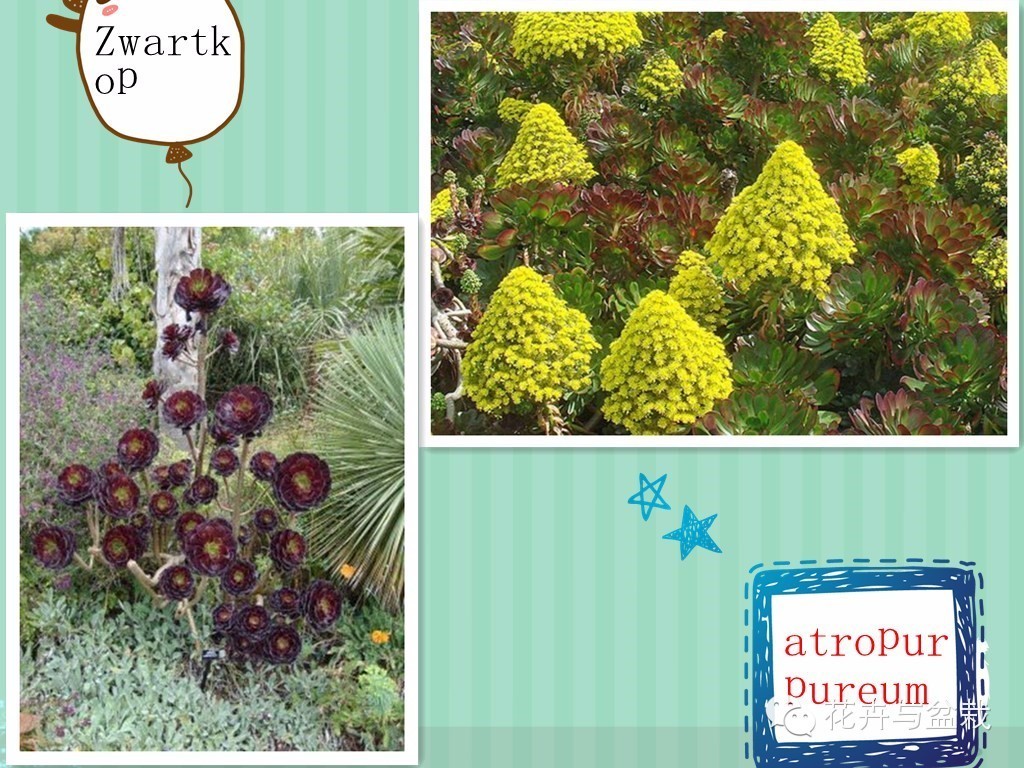 黑法师开花后怎么处理,黑法师花怎么养