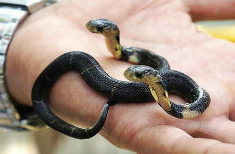 两头蛇vs双头蛇,真实的双头蛇和五头蛇