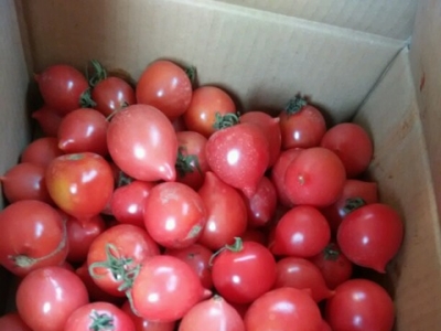 种植的番茄畸形果多缺什么元素,番茄果长畸形什么原因