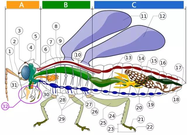 哪些昆虫有三对足两对翅一对触角,什么昆虫是三对足两对翅一对触角