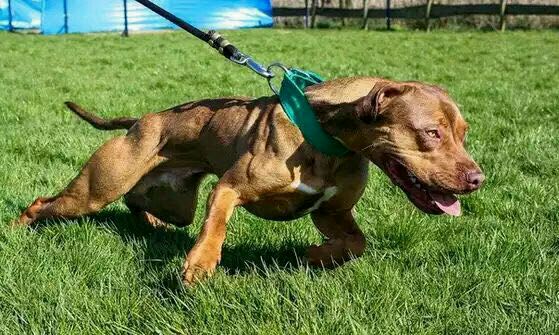 正确的认识猛犬，防范咬人犬以及被猛犬攻击时的自救方法